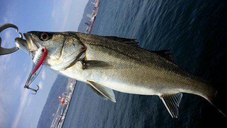 神戸突堤シーバス７本